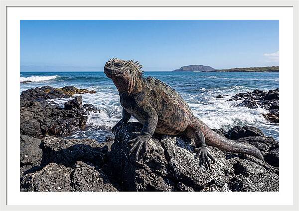 Marine Iguana On Rocks