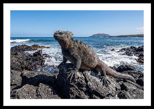 Marine Iguana On Rocks