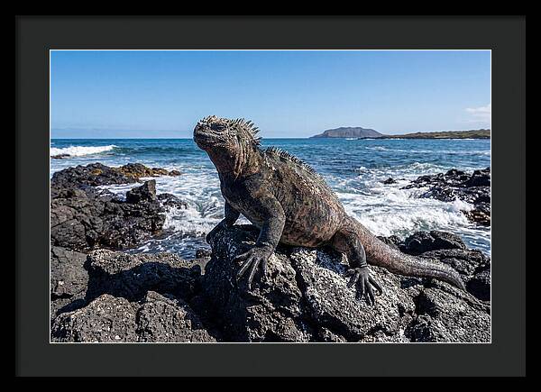 Marine Iguana On Rocks