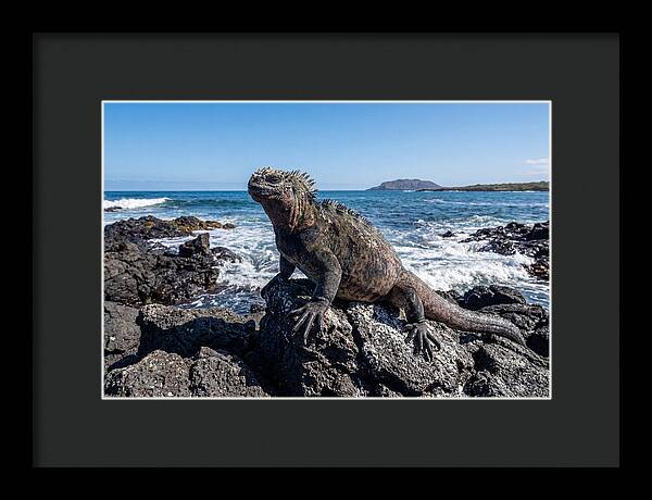 Marine Iguana On Rocks