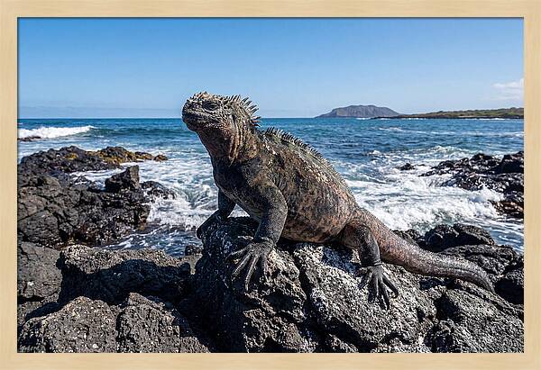 Marine Iguana On Rocks
