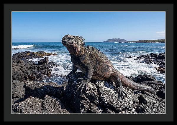 Marine Iguana On Rocks