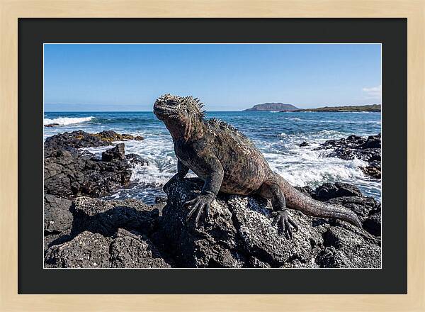 Marine Iguana On Rocks