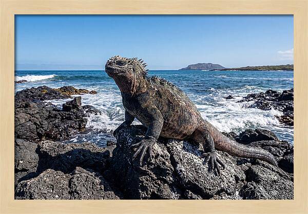 Marine Iguana On Rocks