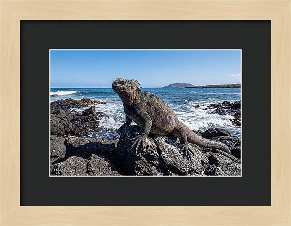Marine Iguana On Rocks