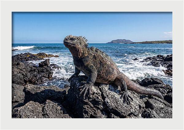 Marine Iguana On Rocks