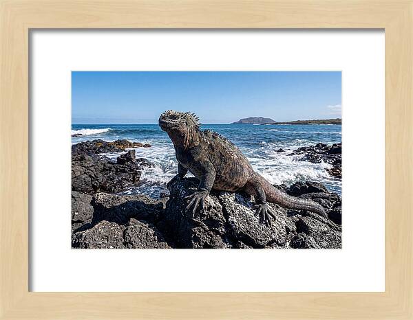 Marine Iguana On Rocks