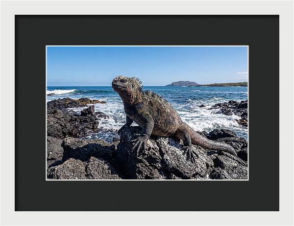 Marine Iguana On Rocks