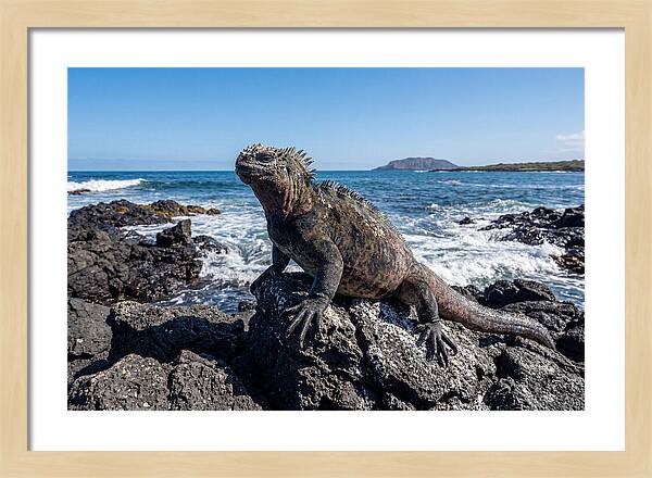 Marine Iguana On Rocks