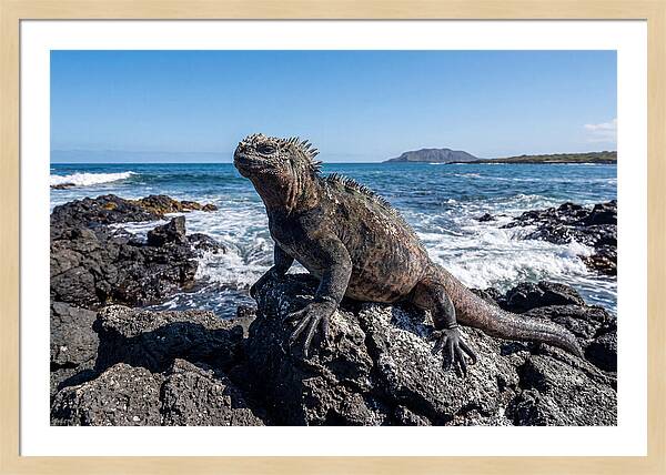 Marine Iguana On Rocks