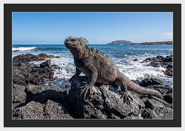 Marine Iguana On Rocks