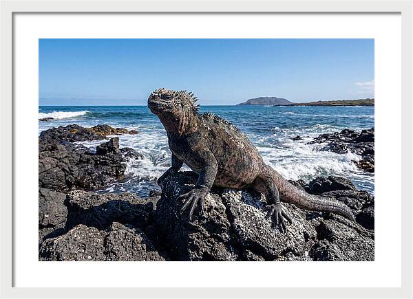 Marine Iguana On Rocks