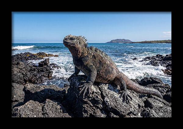 Marine Iguana On Rocks