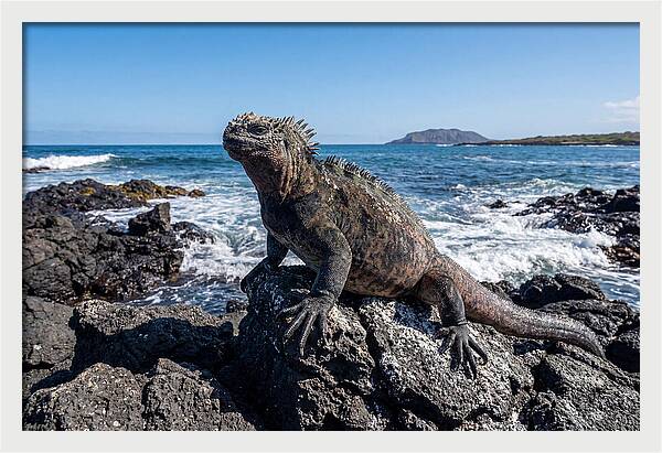 Marine Iguana On Rocks
