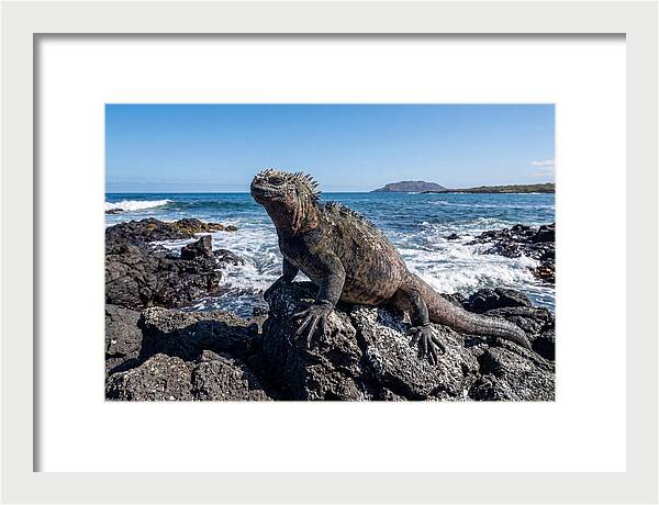Marine Iguana On Rocks