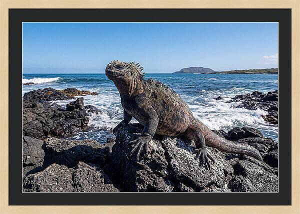 Marine Iguana On Rocks