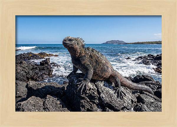 Marine Iguana On Rocks