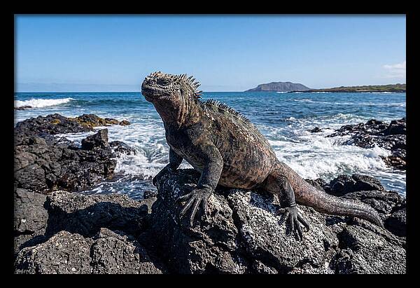 Marine Iguana On Rocks