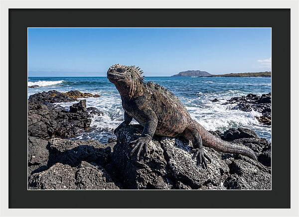 Marine Iguana On Rocks