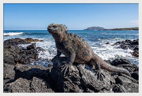 Marine Iguana On Rocks