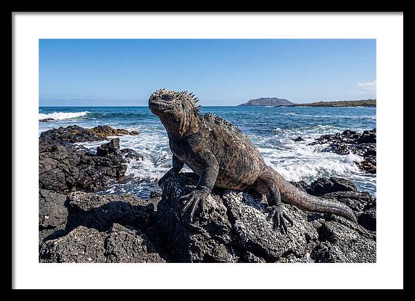 Marine Iguana On Rocks