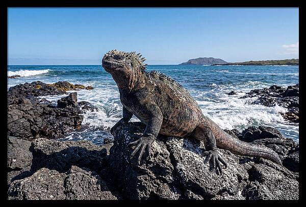 Marine Iguana On Rocks