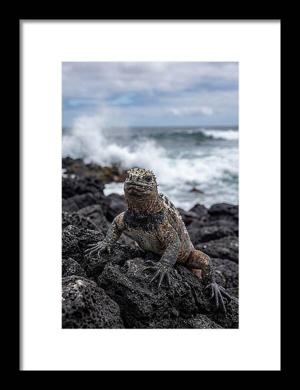 Marine Iguana On Rocky Shore