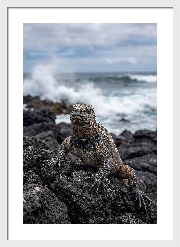 Marine Iguana On Rocky Shore