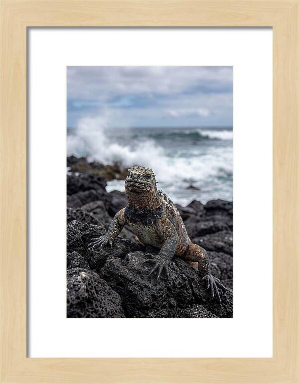 Marine Iguana On Rocky Shore