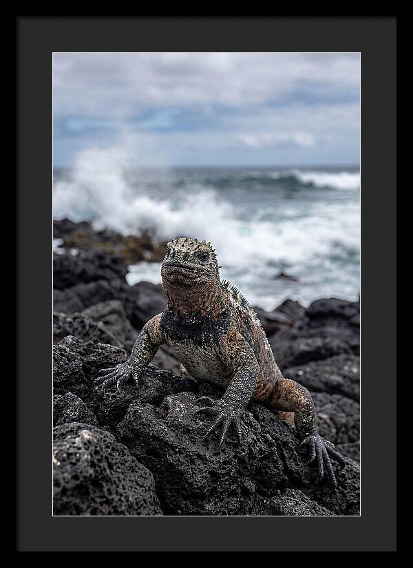 Marine Iguana On Rocky Shore
