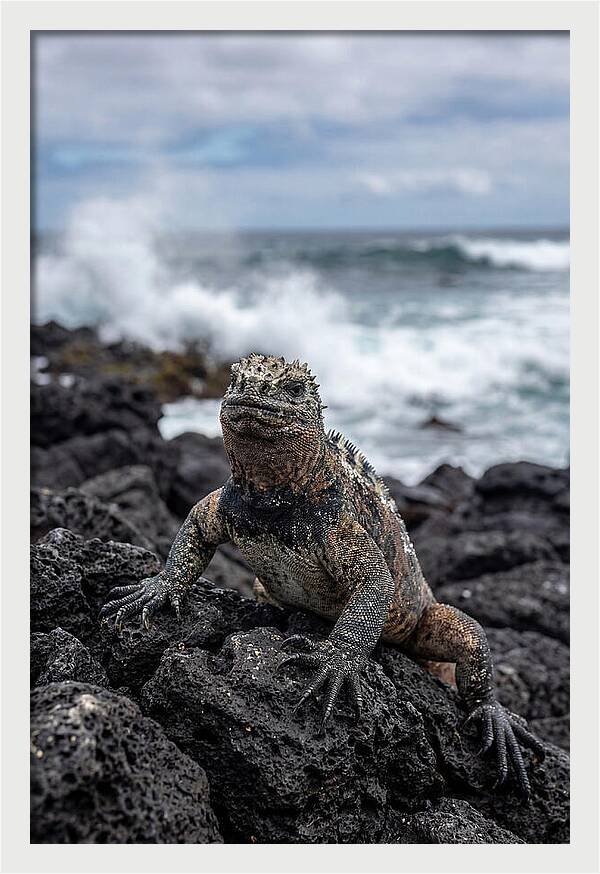 Marine Iguana On Rocky Shore
