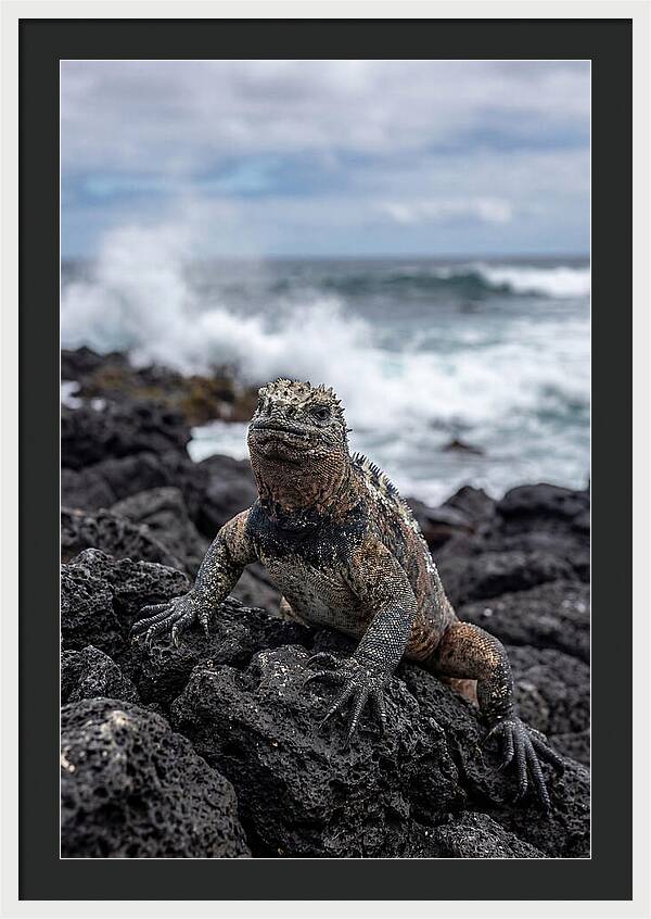 Marine Iguana On Rocky Shore