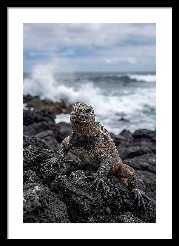 Marine Iguana On Rocky Shore
