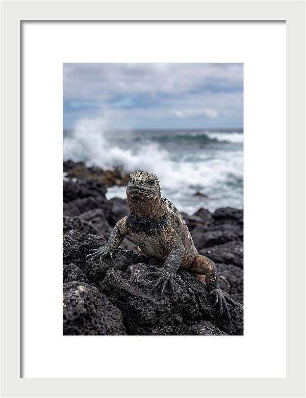Marine Iguana On Rocky Shore
