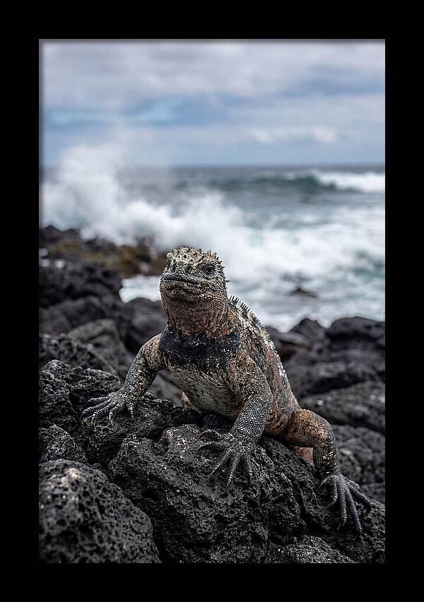 Marine Iguana On Rocky Shore