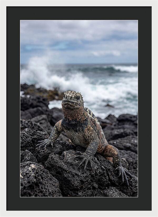 Marine Iguana On Rocky Shore