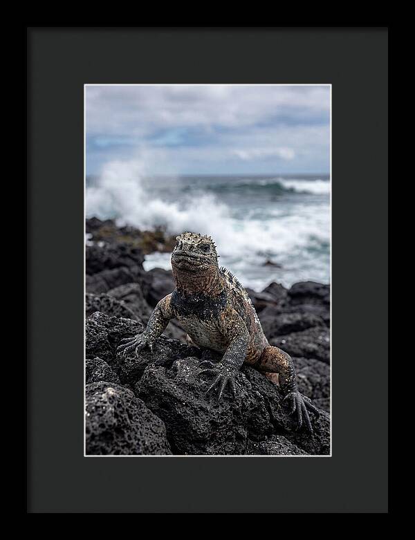 Marine Iguana On Rocky Shore
