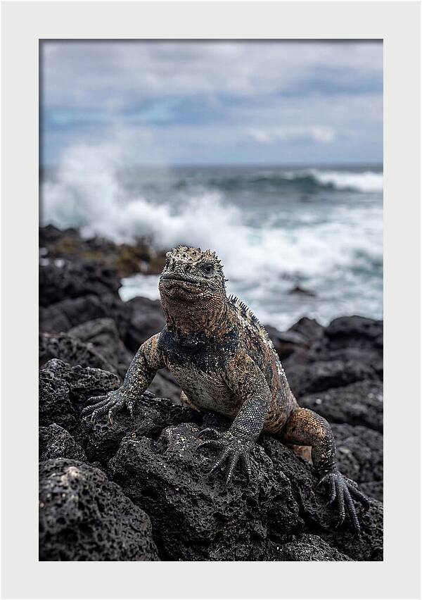 Marine Iguana On Rocky Shore