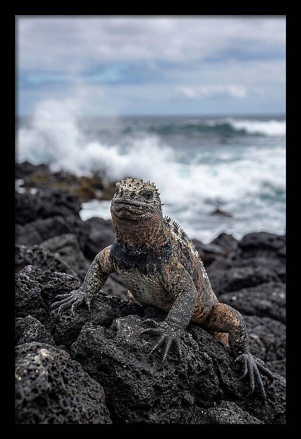 Marine Iguana On Rocky Shore