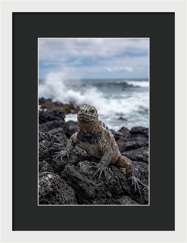 Marine Iguana On Rocky Shore