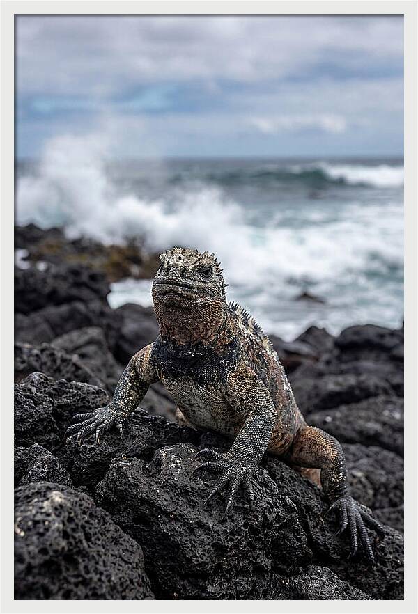 Marine Iguana On Rocky Shore