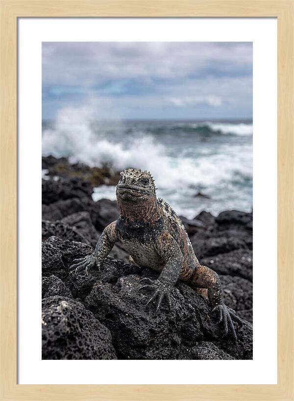 Marine Iguana On Rocky Shore