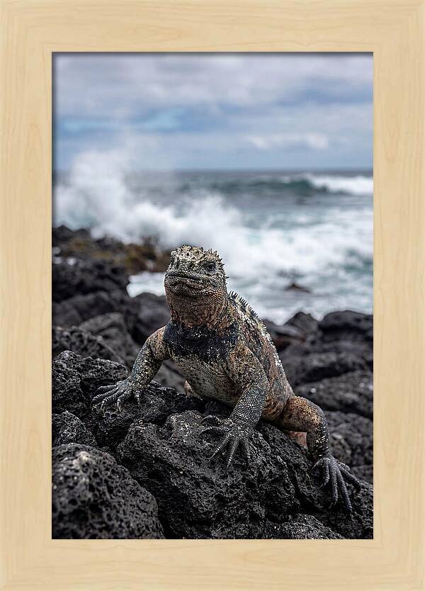 Marine Iguana On Rocky Shore