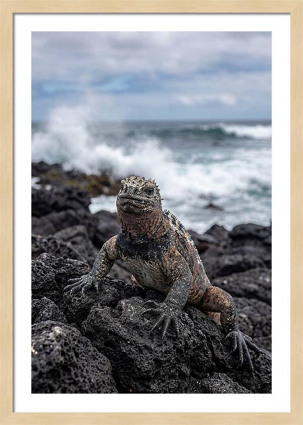 Marine Iguana On Rocky Shore