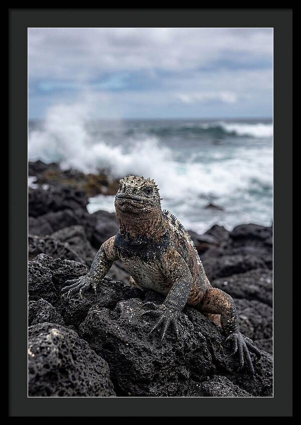 Marine Iguana On Rocky Shore