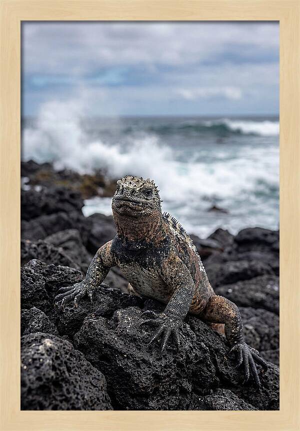 Marine Iguana On Rocky Shore