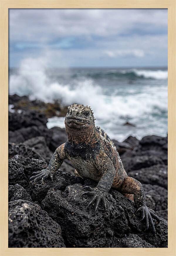 Marine Iguana On Rocky Shore