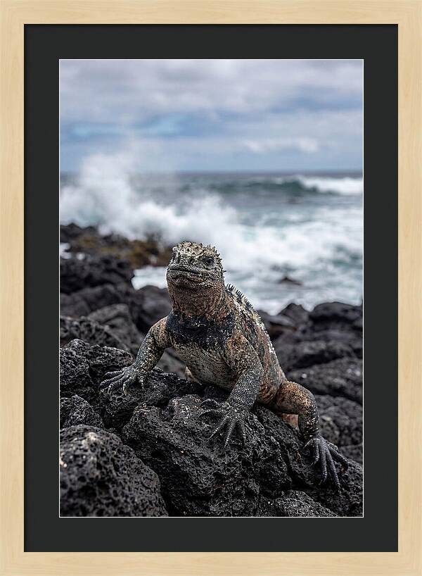 Marine Iguana On Rocky Shore
