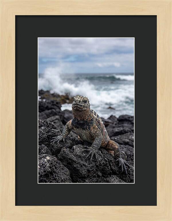 Marine Iguana On Rocky Shore