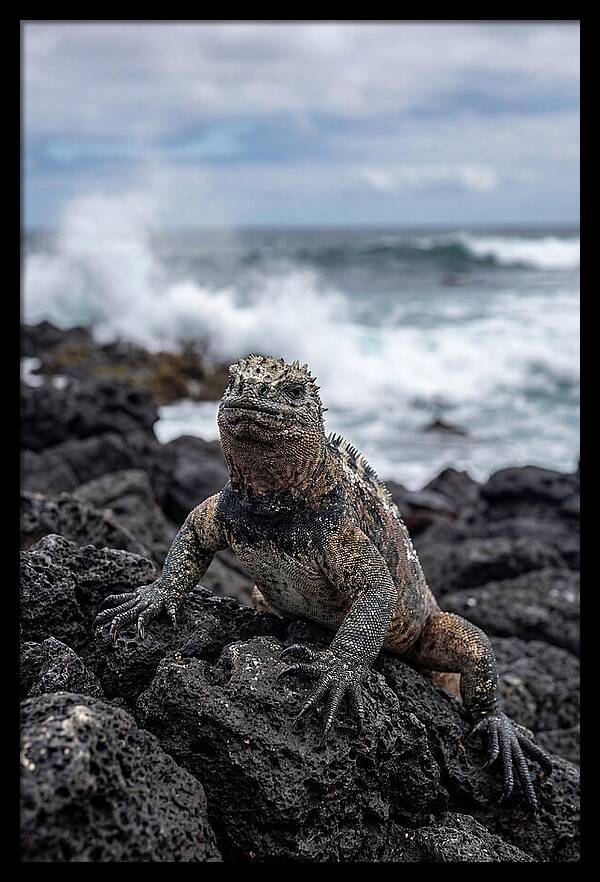 Marine Iguana On Rocky Shore